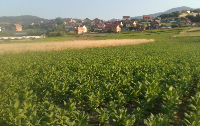 Tutunul ar putea deveni LEACUL PENTRU CANCER! Uite ce moleculă au găsit cercetătorii în plantă
