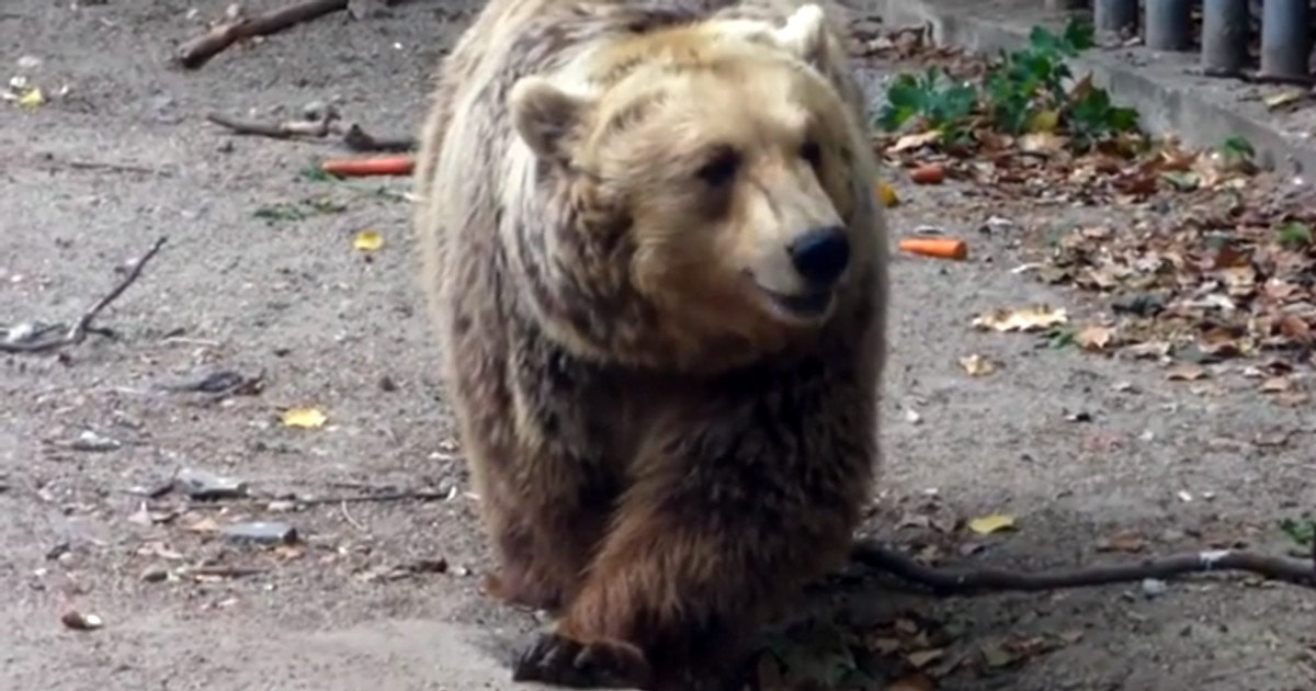 Urs cu doi pui, filmat în Băile Tușnad