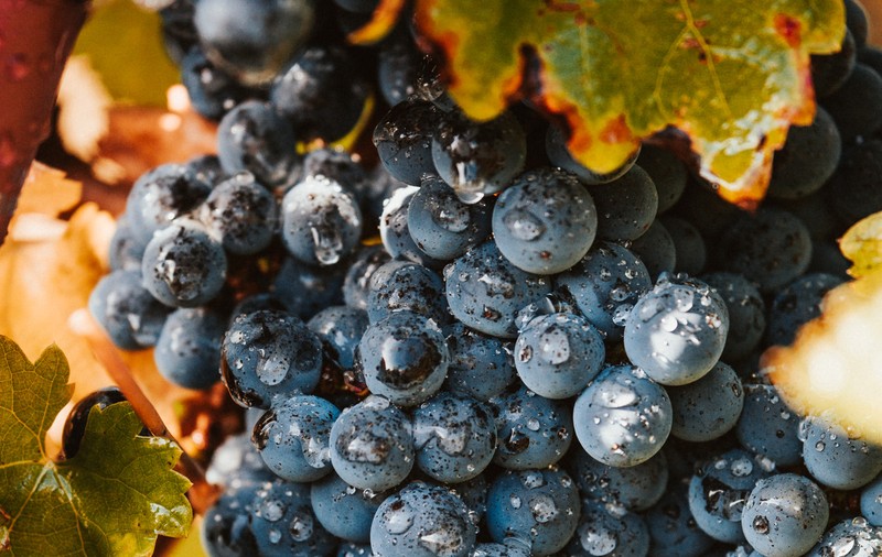 21 de crame româneşti participă la Prowein 2024, sub umbrela APEV România