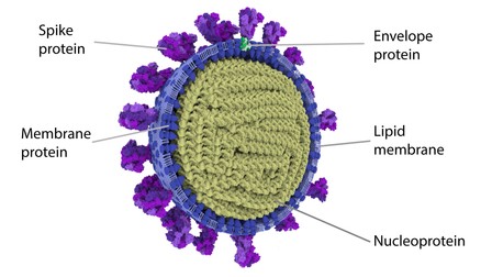 Secțiune prin modelul 3D al virusului. Sursa foto: Coronavirus Explained