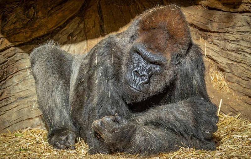 VIDEO |  Maimuțele de la grădina zoologică din San Diego au primit un vaccin experimental împotriva noului coronavirus
