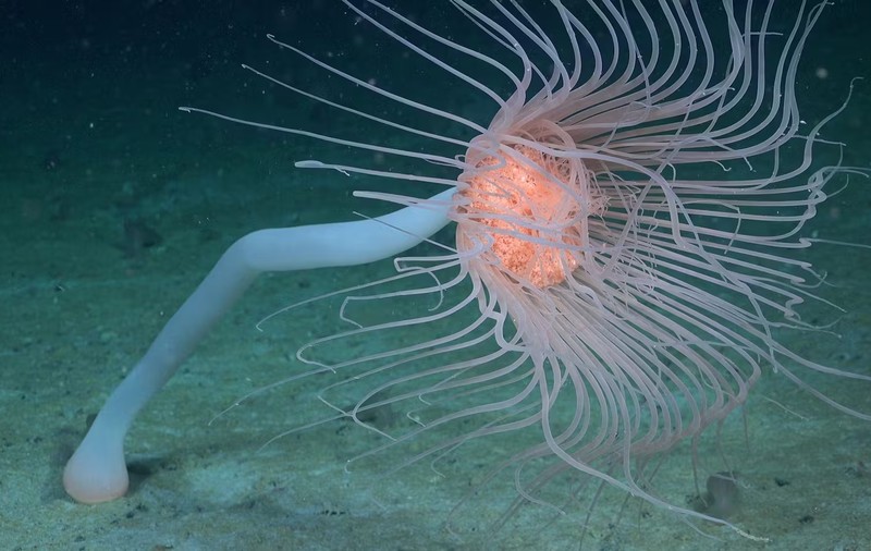 Meduze uriașe și creaturi necunoscute, descoperite într-o mare ascunsă din Antarctica. „O senzație științifică”