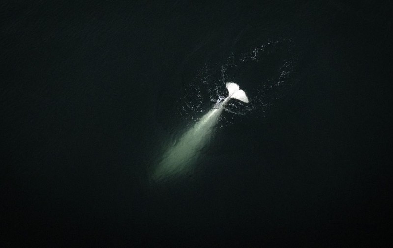Descoperire importantă pe coasta de est a Noii Zeelande. Cercetătorii au găsit o nouă specie de „rechin-fantomă”