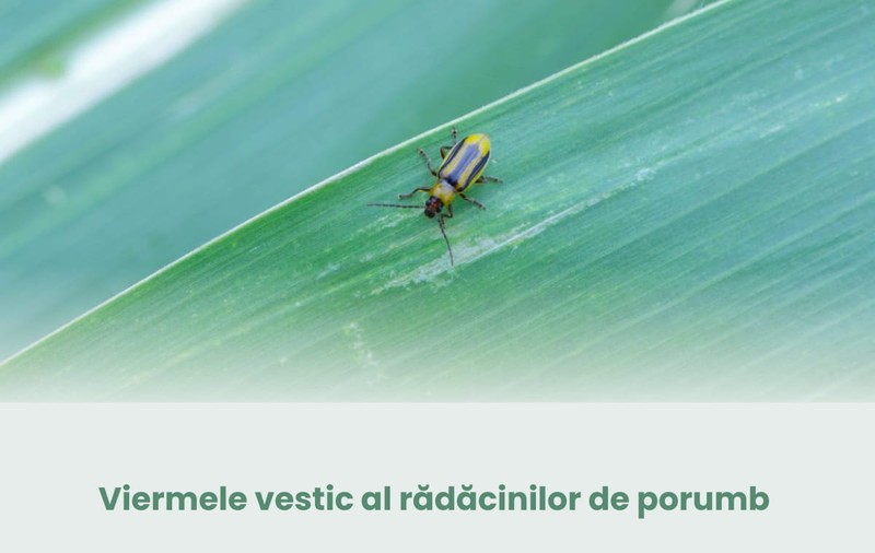 Viermele vestic al rădăcinilor de porumb - unul dintre cei mai periculoși dăunători ai culturilor de porumb
