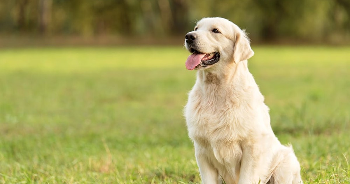 Golden Retriever - cât de ușor se dresează și ce personalitate are cel mai îndrăgit câine
