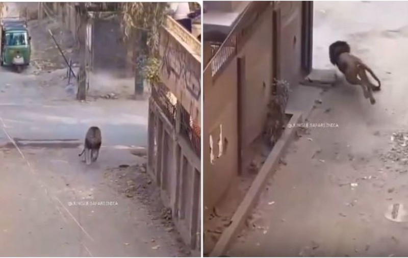 Un leu care a scăpat dintr-o cușcă, a fugit pe străzi și a rănit trei oameni a fost împușcat mortal, în Pakistan | Video
