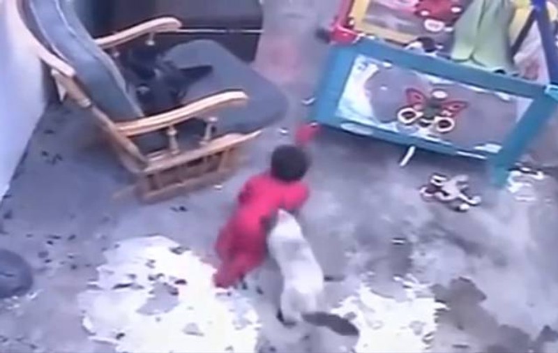 O pisică a salvat viața unui bebeluș. Momentul uluitor a fost filmat