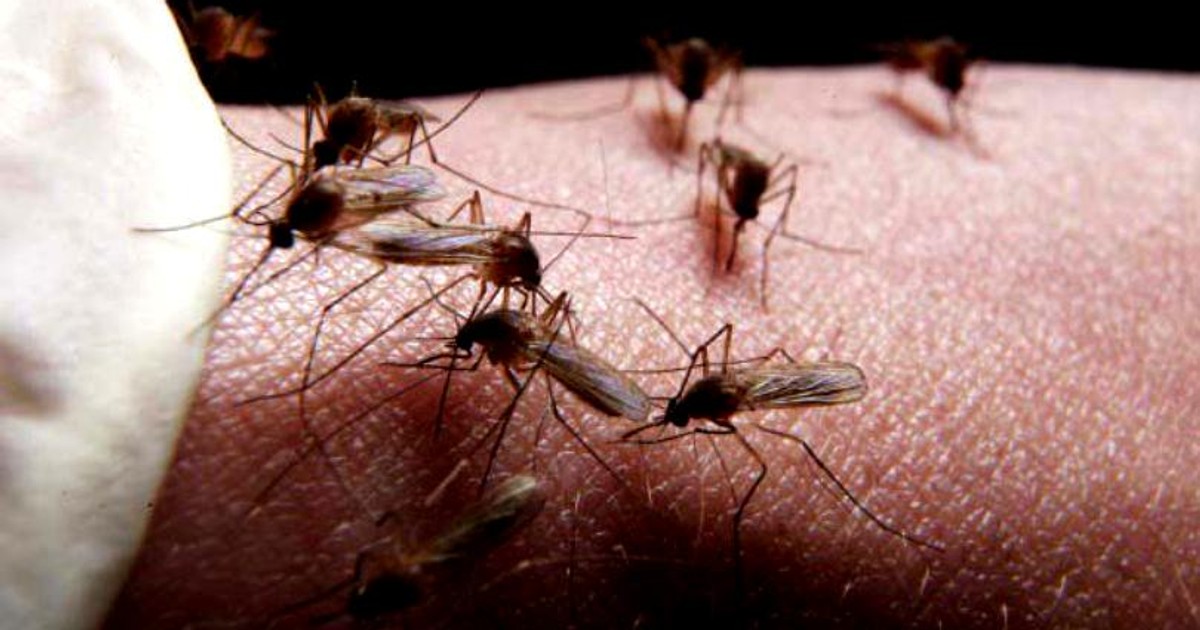 Tratamente împotriva insectelor și dăunatorilor