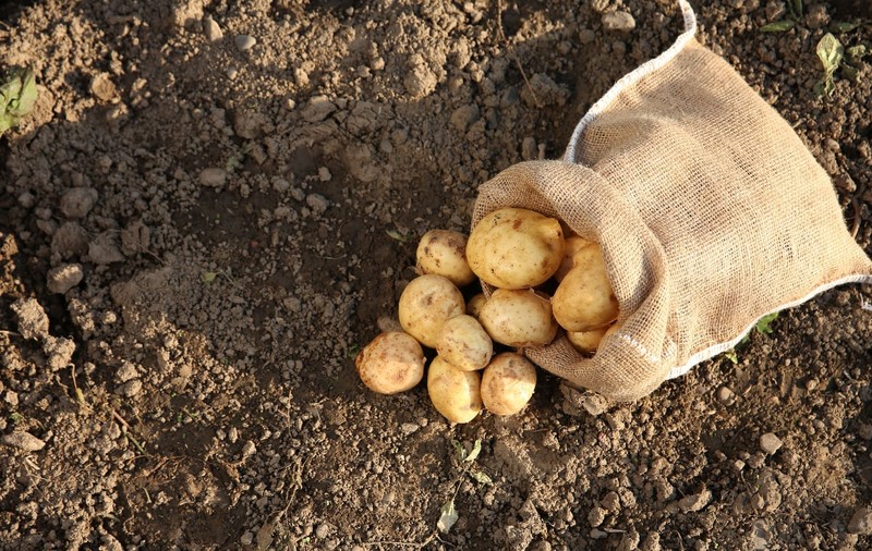 O primărie din Suceava cultivă 5 hectare de cartofi pentru a le oferi elevilor o masă caldă gratuită