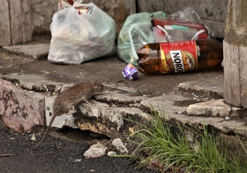 Șobolanii sunt atrași de zonele cu gunoi