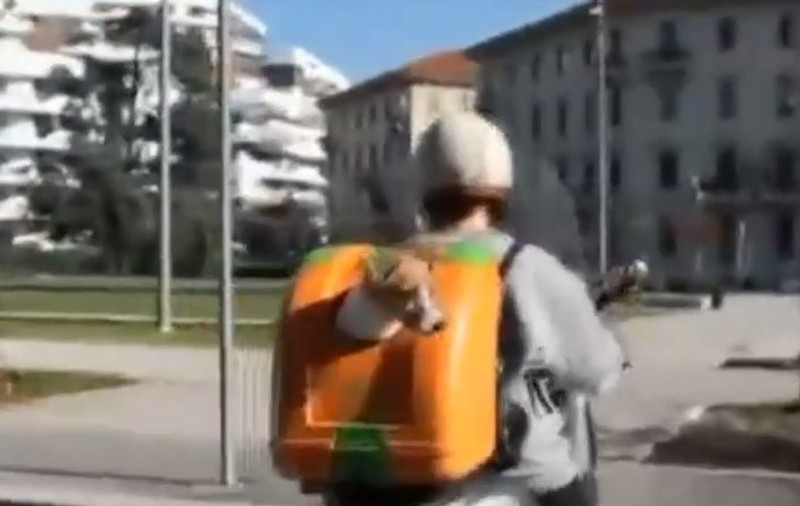 Cum să mergi cu câinele pe scuter sau motocicletă / VIDEO