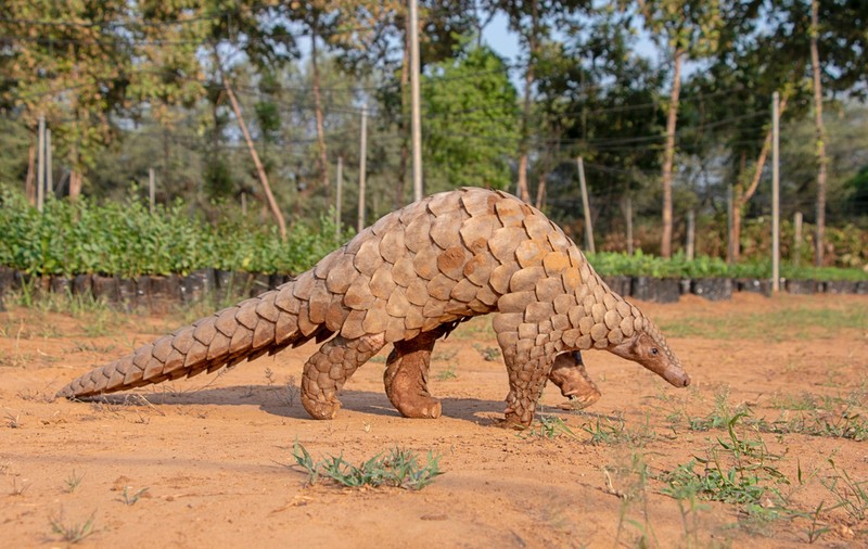 Pangolinul - curiozități și lucruri surprinzătoare despre acest animal