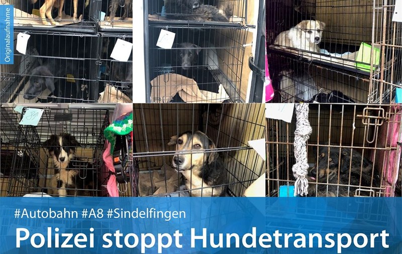Români, prinși în Germania cu 31 de câini înghesuiți într-o dubă. Animalele erau ținute în condiții groaznice