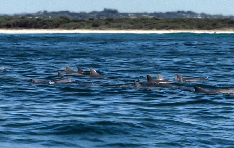 Delfinii au atacat înotători și i-au mușcat, pe o plajă din Japonia