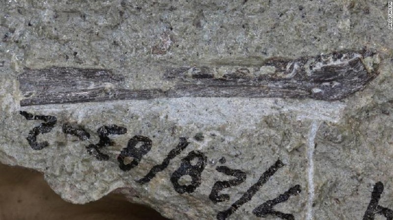 Osul maxilarului unui embrion tiranosaur.