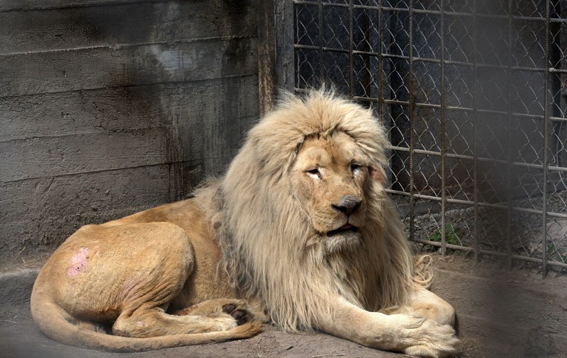 Angajați ai grădinii zoologice din Harkov, uciși de soldații ruși, după ce au rămas să hrănească animalele