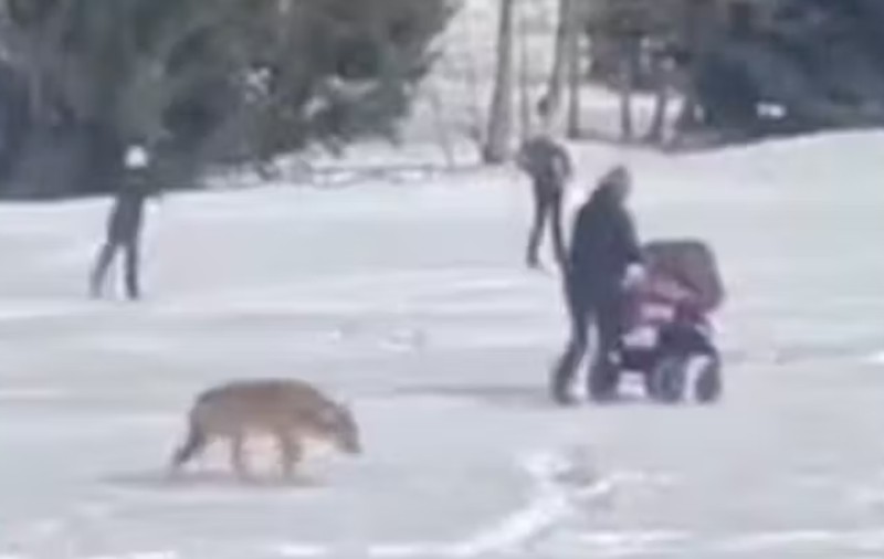 Lup filmat când urmărește o mamă care-și plimbă copilul în cărucior, la Pozza di Fassa, în Italia