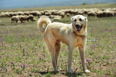 Kangalul este un câine de pază pentru turmele de animale