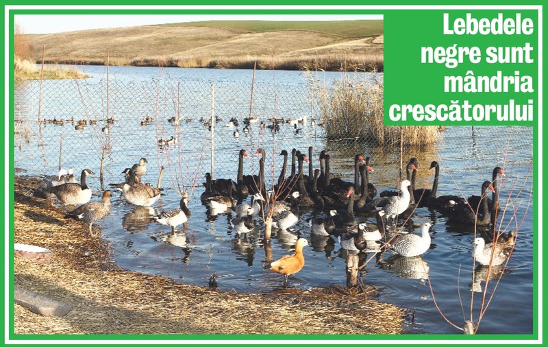 Creşte 1.500 de păsări rare