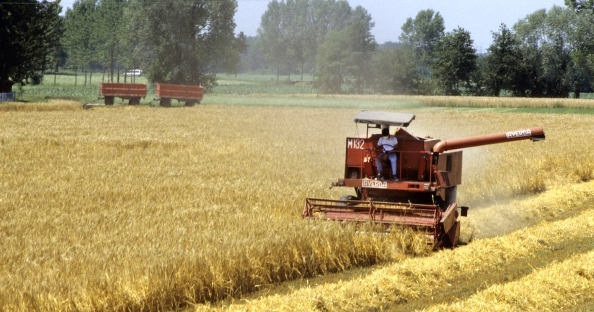 Combină agricolă care recoltează un câmp de grâu