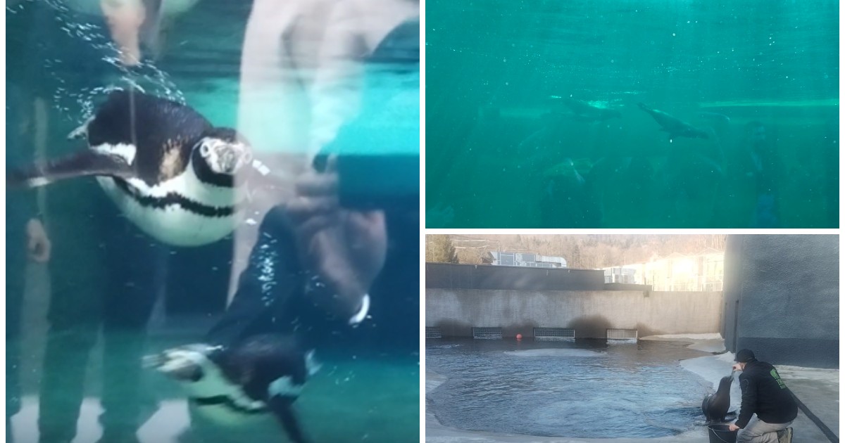 Imagini de la Grădina Zoo din Brașov