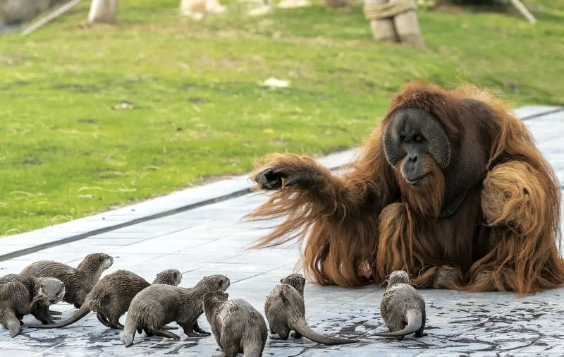 Urangutanii și vidrele s-au împrietenit, la o grădină zoologică din Belgia. Îngrijitorii au surprins animalele jucându-se împreună