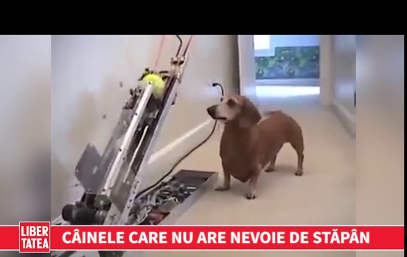 Câinele care nu are nevoie de stăpân | VIDEO
