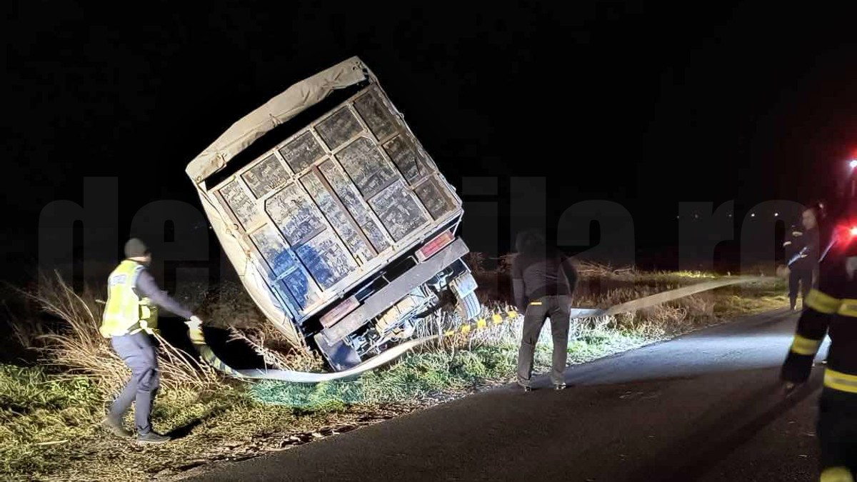 Un brăilean a furat cinci bovine cu o autoutilitară, a făcut accident și a fost găsit la spital de polițiști Sursă: DeBrăila.ro