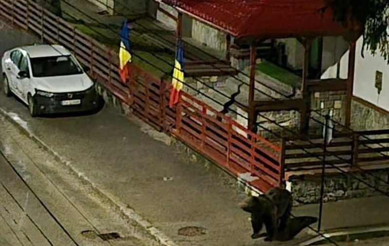 Urșii terorizează oamenii în Bușteni. Locuitorii se tem să iasă din case, autoritățile nu stopează fenomenul. Nici petardele nu sperie animalele