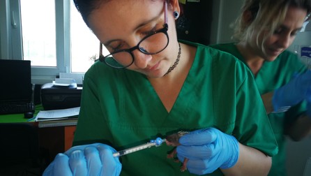 Roxana Nae, asistent veterinar, hrănește unul din mulții pui de arici de la Visul Luanei