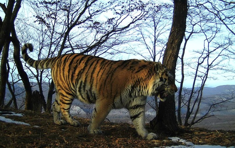 Un tigru siberian a cerut ajutorul oamenilor pentru că era rănit. Comportamentul bizar al felinei aflate pe cale de dispariție / FOTO&VIDEO