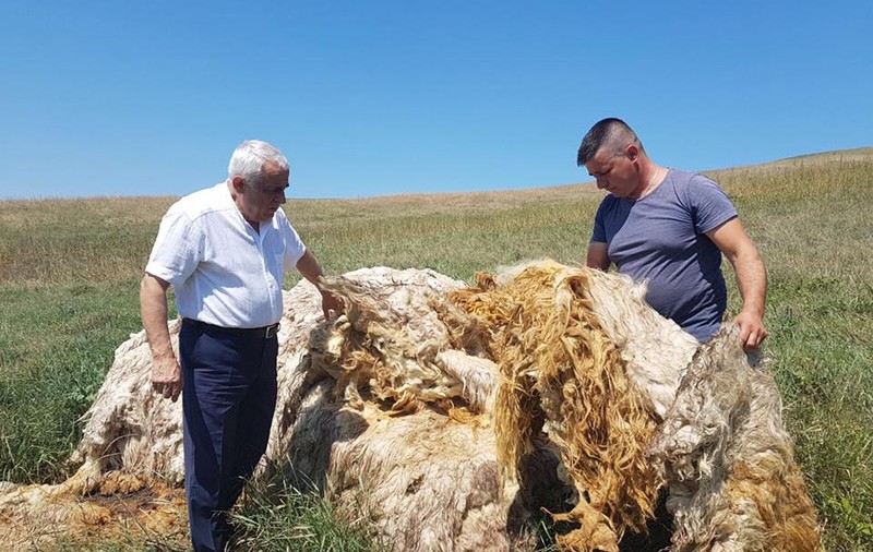 Petre Daea, despre veșnica obsesie cu oaia: „Nu pot altfel. O transformăm în carne şi în lapte”. Bonus: "Tot ce se mișcă e în agricultură. De la insectă până la vacă, de la râmă până la porc”