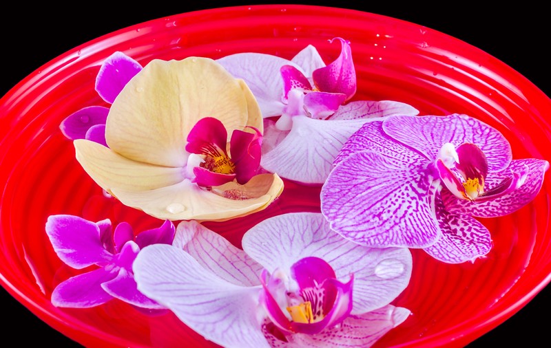 Orhideea Phalaenopsis - cum îngrijești această floare deosebită