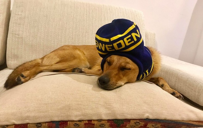 Ce se întâmplă cu Pixie, cățelușa din Corbeanca adoptată de Ambasada Suediei la Bucureşti