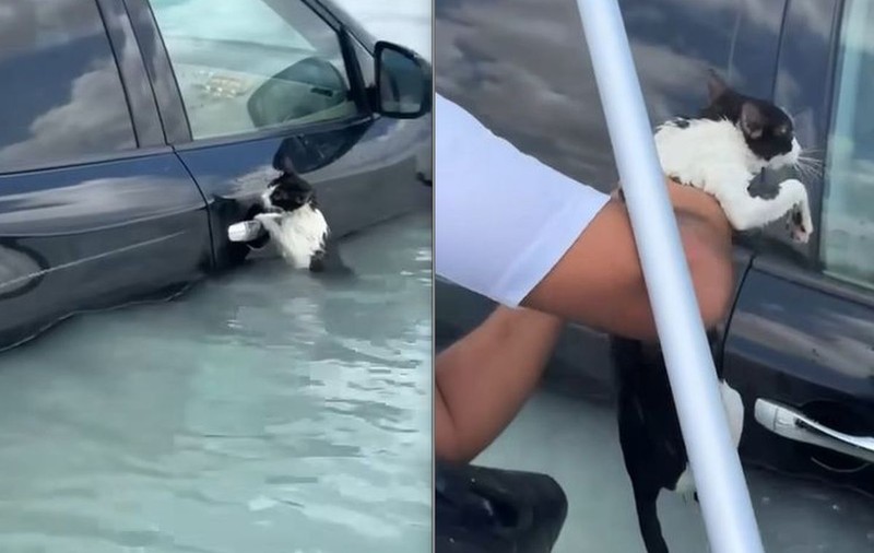 Momentul în care o pisică, agățată de portiera unei mașini în timpul inundațiilor din Dubai, este salvată de un polițist