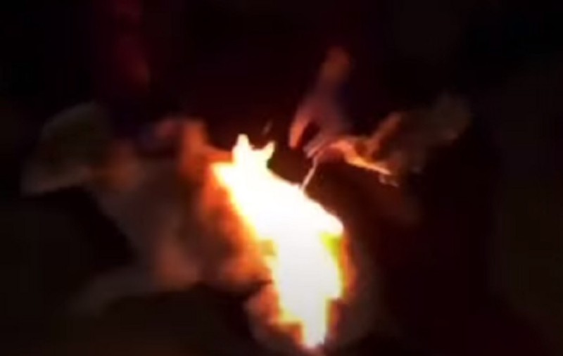 VIDEO | Caz șocant în județul Buzău. Dornici să se distreze, câțiva minori au incendiat un câine