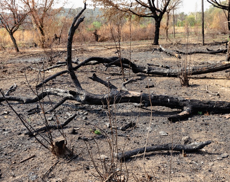 Revolta locuitorilor de lângă Parcul IOR care arde, iar copacii se usucă în mod misterios, sub ochii autorităților: „Ne credeți proști, domnule primar?”