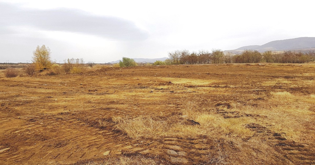 Pădure Centenară într-o comună din județul Arad. Vor fi plantați 1918 stejari
