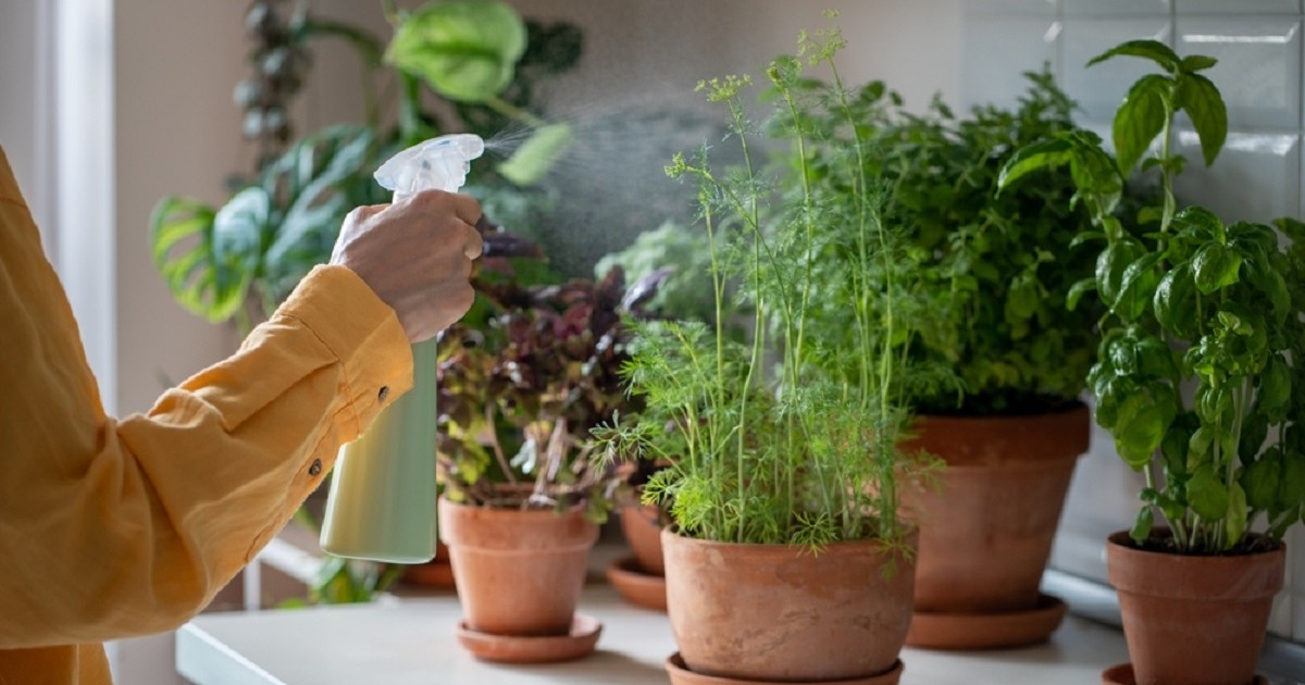 Plante aromatice pe care să le creşti în apartament - Imagine cu o femeie care udă cu un pulverizator plantele aromatice din apartamentul ei
