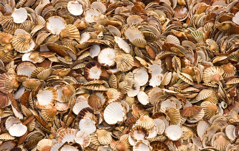 SUA au aruncat 500.000 de tone de cochilii de stridii în ocean în 2007 și au creat un nou habitat pentru mii de specii marine