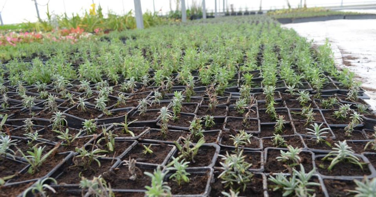 România, cea mai mare putere în Europa la producția de GOJI