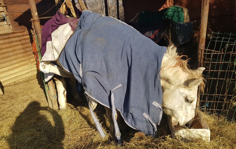 Cal abandonat într-un șanț din localitatea Băicoi. Animalul înghețat și cu un picior fracturat, salvat de voluntari