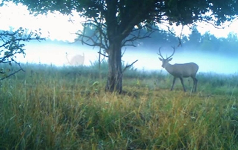 Cum au ieșit cerbii de la Cernobîl să se ospăteze cu fructe și iarbă: scene desprinse parcă dintr-un film VIDEO