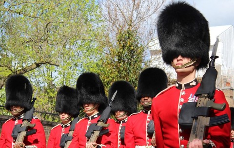 Un grup de parlamentari britanici cere guvernului să renunțe la utilizarea pieilor de urs pentru pălăriile celebre ale Gărzii Regale. Sursă foto Shutterstock
