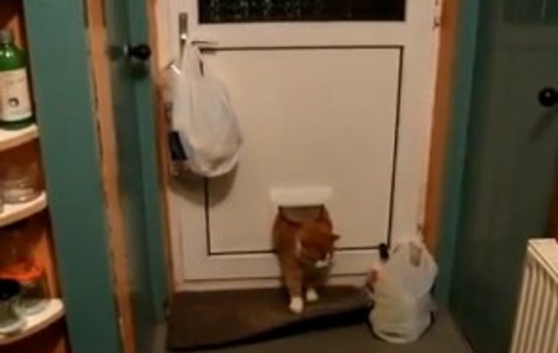 Un motan cu greutate! N-o să crezi după câte încercări a reuşit să intre în casă! VIDEO