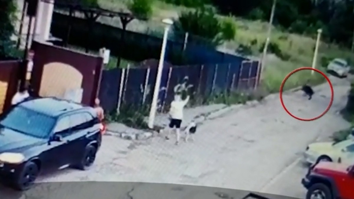 Un porc mistreț și-a făcut apariția pe străzile unui cartier din București