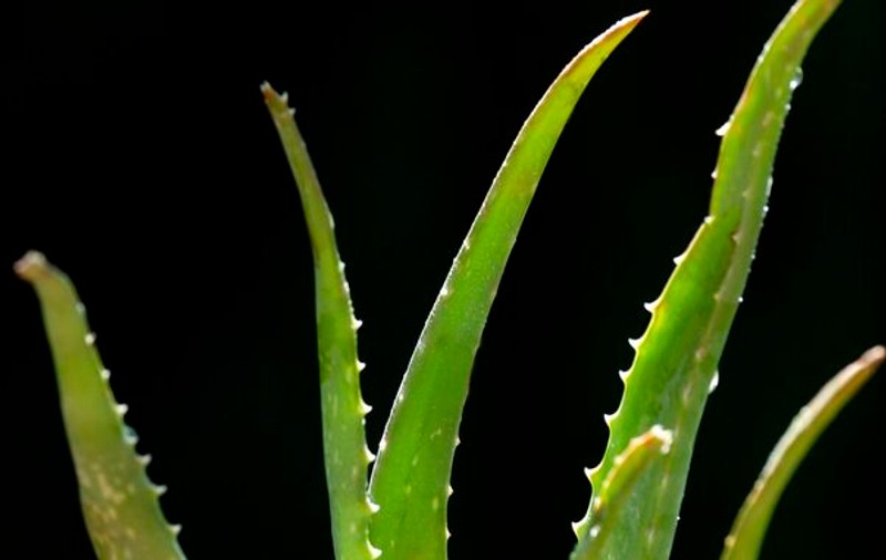 Plante care scad glicemia