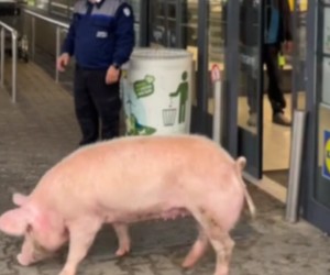 Porc la magazinul Lidl din orașul Victoria. Foto Captură video