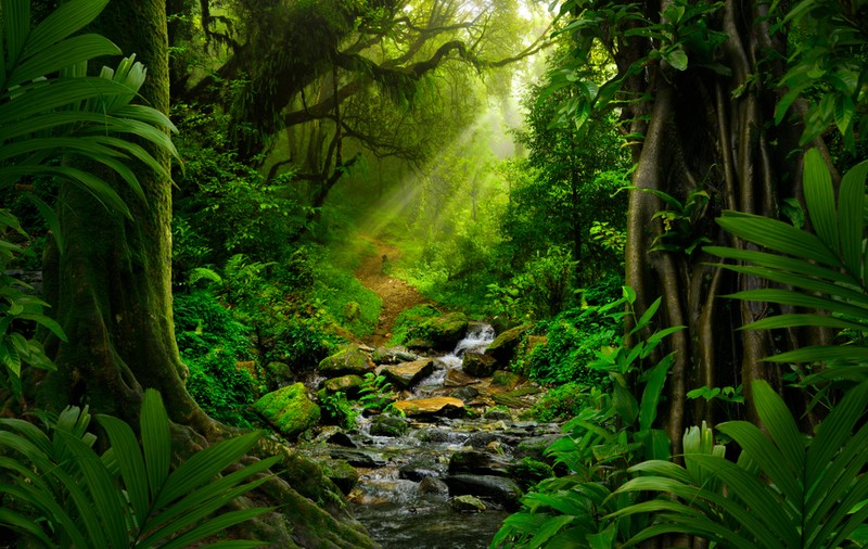 Ce este jungla - Caracteristici ale junglei, floră, faună și alte curiozități