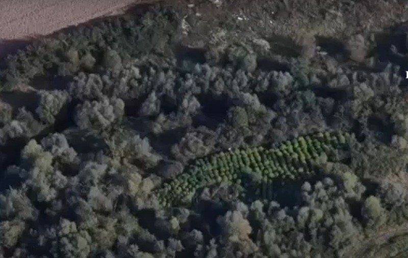 Imagini din dronă cu o imensă cultură de canabis descoperită în Timiș. Cum supravegheau traficanții plantația